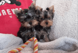 TWO TINY YORKSHIRE TERRIER PUPPIES