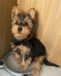 Yorkie puppies ready. 1 male and 1 female