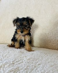 4 mths old Yorkshire Terrier ready forever home