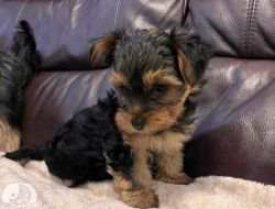 Yorkshire Terriers Puppies!