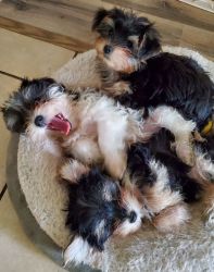10wks old yorkie about ready for new home