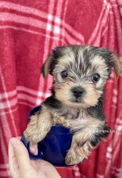 Yorkshire Terrier male puppy