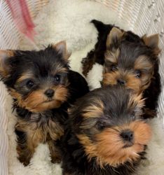 Cute Charming Yorkshire terrier puppies