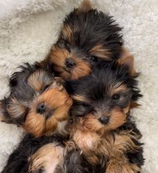 Baby Yorkshire Terrier Puppy