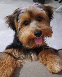 Small Tcup Yorkshire Terrier Puppies