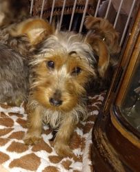 Small Yorkie Terrier Male