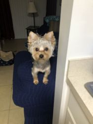 Yorkie for sale