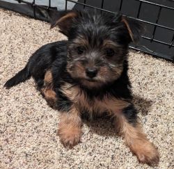 Yorkie looking for new home