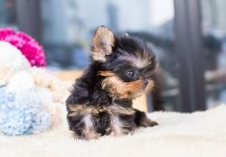 Captive Yorkie Puppies Available