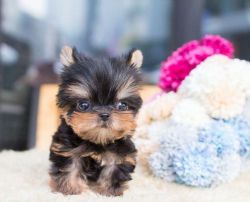 Fancy Yorkie Puppies Re Family
