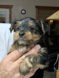 Yorkshire Terrier Pups