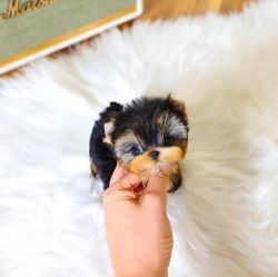 Cute yorkie puppy available