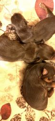 3 CKC female chocolate Yorkie puppies