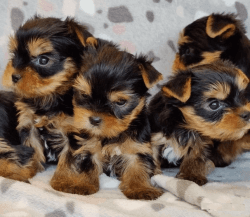 Cute Yorkie Babies Now Ready For Their New Homes