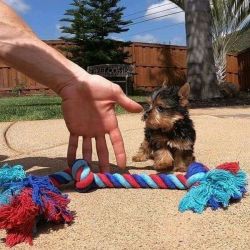 Adorable male and females tea Yorkshire terrier pups for sale