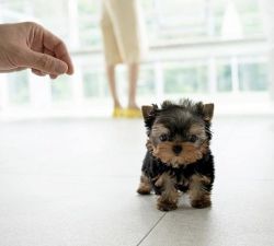 Affordable Yorkshire Terrier Puppies