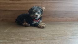 Happy and Healthy Yorkshire Puppy looking for a family