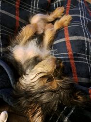 Female yorkie for sale