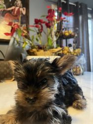Small yorkie puppies