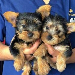 Lovely Tcup Yorkie Puppies