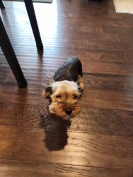 13 Weeks Old Male Yorkie Puppy for Sale