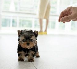 Cute Tcup Yorkie Puppies