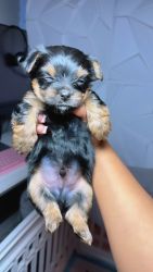Yorkie’s for sale