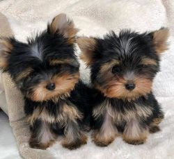 Cute Tcup Yorkie Pups