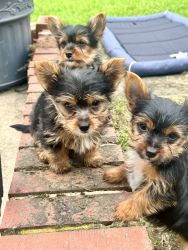 3 Female Yorkshire Terriers