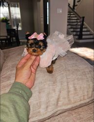 Beautiful little Yorkshire Terrier for Adoption
