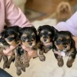 Adorable Yorkshire puppies available