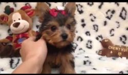 Have Two YORKIE PUPPIES looking for a new forever home