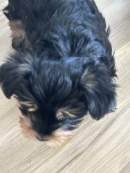 Yorkie pups for sale or trade