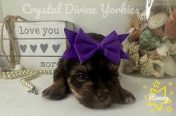 Pure Bred Yorkie Puppies