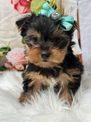 Yorkshire Terrier text 3057 ........x 80 82 x 68