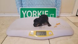 Teacup sized yorkies charting 3 pounds