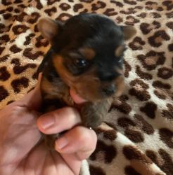 Affectionate Yorkshire Terrier puppies