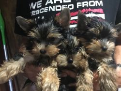 Yorkie From Show Home