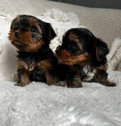 Beautiful Yorkshire-Terrier Female and Males