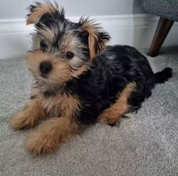 Yorkie Puppies Ready Now