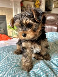 AKC Yorkshire Terrier male puppy 12 weeks needs a Home