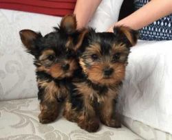 Charming Yorkie Puppies