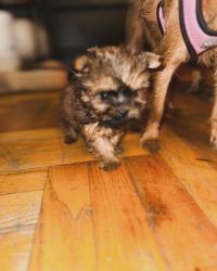 Yorkshire terriers for sale