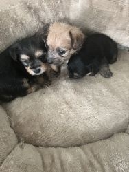 3 yorkie pups looking for new home