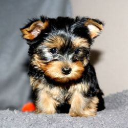Home Raised Yorkshire Terriers