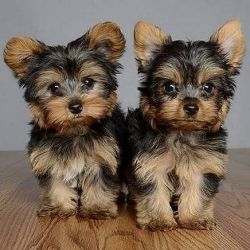 Beautiful Yorkshire Terrier puppies