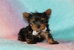 Adorable Teacup Yorkshire Terrier Puppies for sale