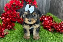 Daunting Yorkshire Terrier Puppies for sale