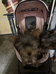 Yorkshire terrier to little female puppies