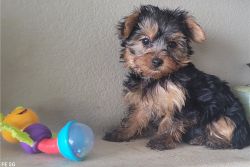 Boy and Girl Yorkie Puppies